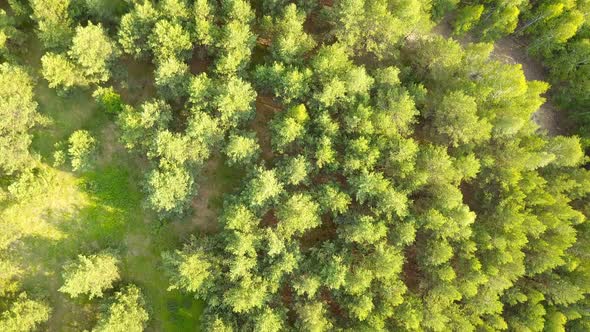 Green Forest From Above
