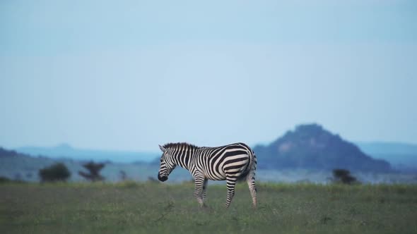 A Zebra Walking Alone In The Savannah Of El K In Kenya. -wide shot alt