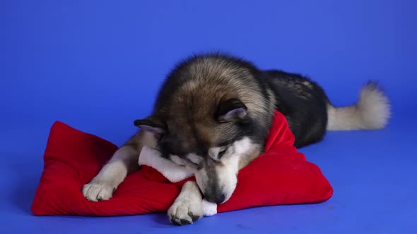 Alaskan Plush Malamute Lies on a Red Pillow in the Studio on a Blue Background alt