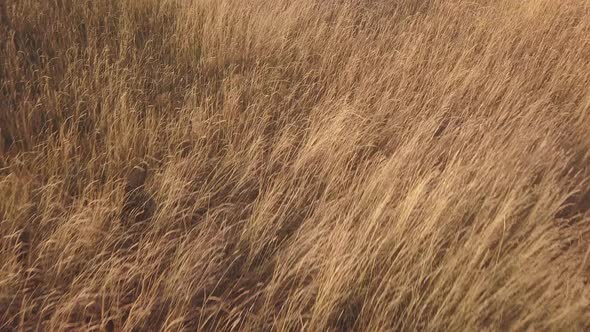 A Wheat Field with Tracks in Summer During Sunset