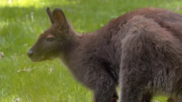 Beautiful Bennet's Wallaby, on green grass, calm animal, close shot alt