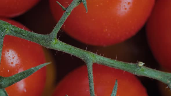Red Cherry Tomatoes with Droplets on Branch Rotating Close Up Top View