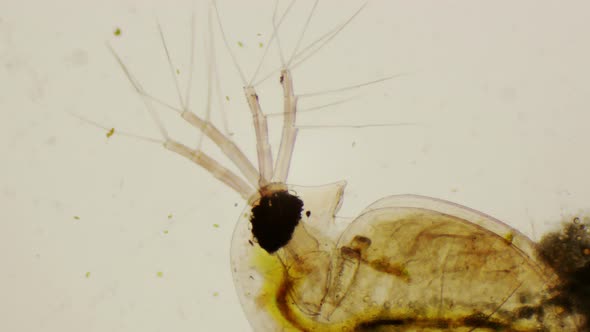 Daphnia Pulex Or Common Water Flea Under The Microscope alt