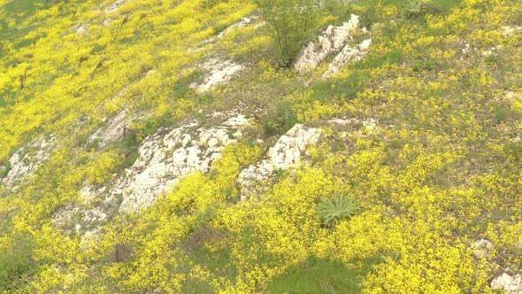 Tranquil scene with Golden-dust Alyssum Aurinia saxatilis flower over the hill 4K aerial video