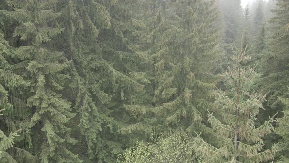 Ukraine, Carpathians: Forest Landscape. Aerial View. Flat, Gray alt