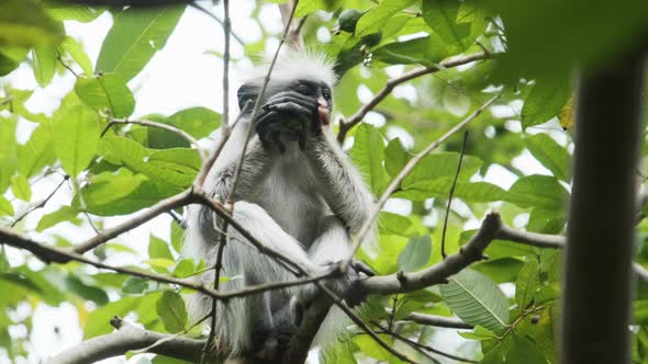 Red Colobus Monkey Sitting on Branch in Jozani Tropical Forest Zanzibar Africa alt