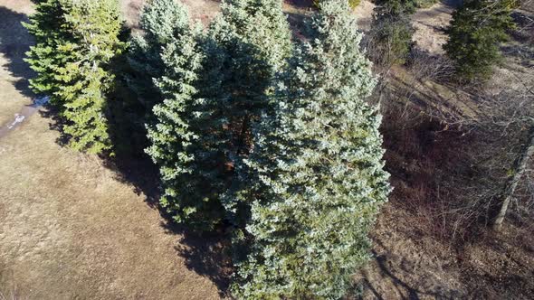 White Fir tree coniferous evergreen on blue sky