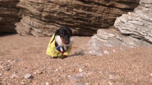 Dachshund Puppy Robinson with Beard and Necklace on Beach alt