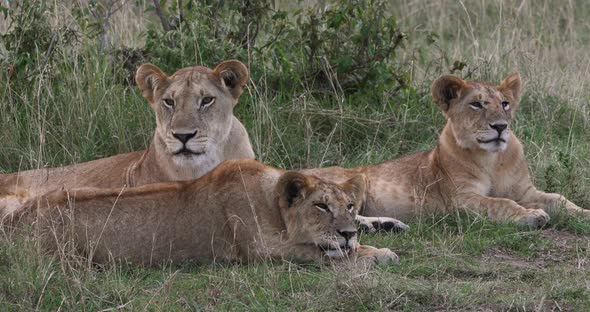African Lion, panthera leo, Mother and Cubs, Nairobi Park in Kenya, Real Time 4K alt