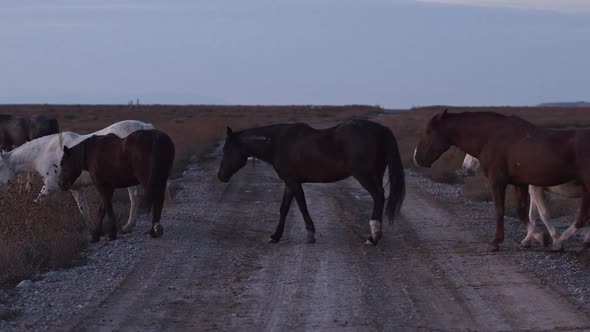 The Onaqui wild horse herd crossing a dirt road in the West desert alt