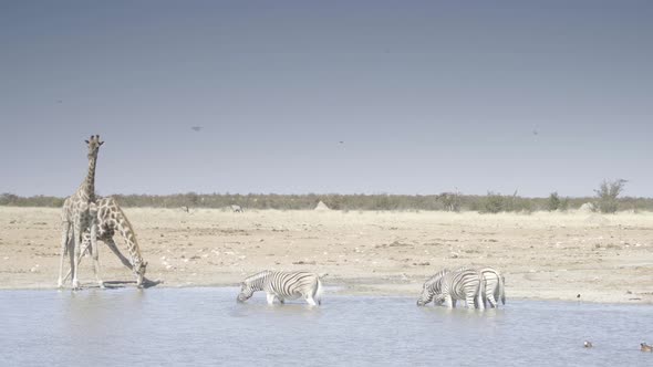 Zebras and Giraffe at a Waterhole