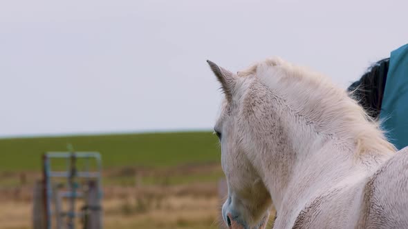 White Horse Standing Beside A Brown Horse Grazing With Back Wrapped In Blue Cloth In A Field - Mediu alt
