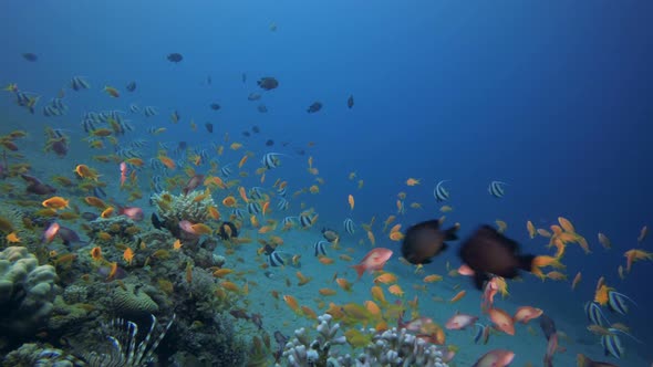 Tropical Fishes Seascape alt