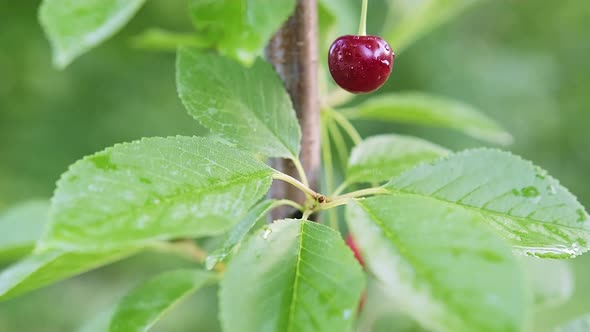 Moving Upwards Macro of a Single Red and Ripe Cherry alt