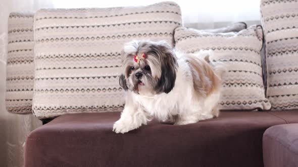 Shih Tzu Female Dog Pet Commercial