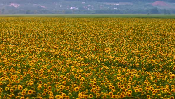 Aerial Video Footage of a Field with Sunflowers alt
