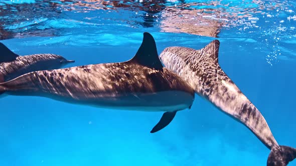 Close-up on dolphins swimming close to the surface. alt