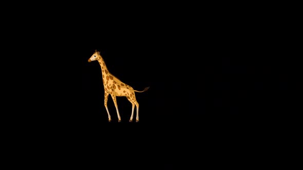 Big giraffe runs and stops alpha matte extreme long shot