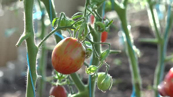 Harvest Time For Tomatoes