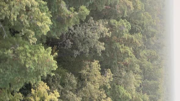 Vertical Video of a Green Forest on a Summer Day alt