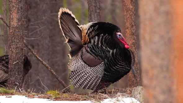Wild Turkey in the Rocky Mountain National Park alt