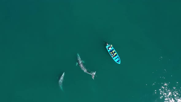 Bird Eye View of Two Whales Playing During Mating Season