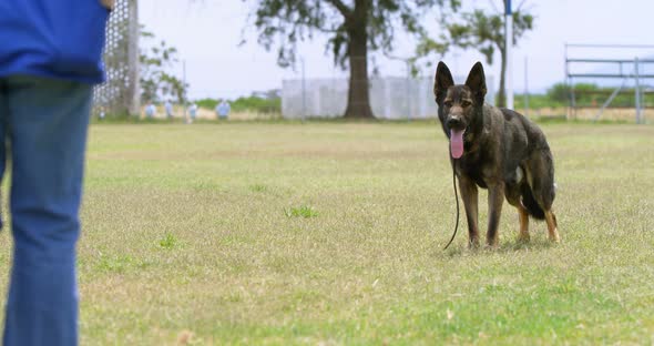 Shepherd dog standing in the fied 4k alt