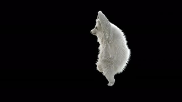 148 Bear Dancing 4K alt