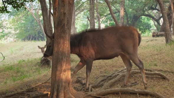 Beautiful Male Sambar (Rusa Unicolor) Deer Walking in the Forest of Ranthambore National Park alt