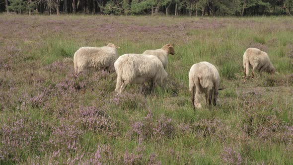 Herd of sheep grazing at the purple blooming heather in the Netherlands alt