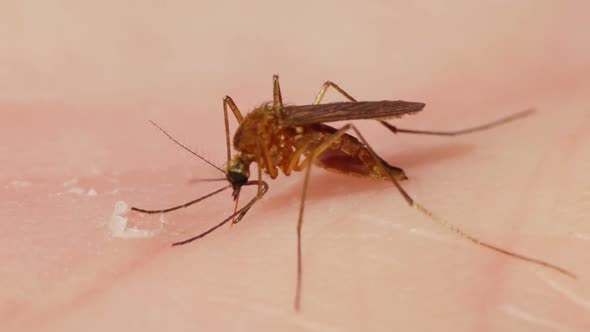  Mosquito 