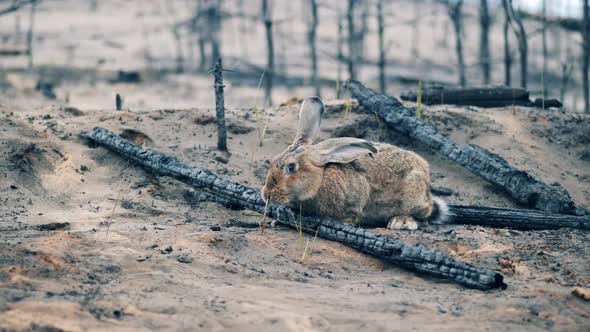Wild Rabbit is Chewing Grass in the Woodland Fire Zone alt