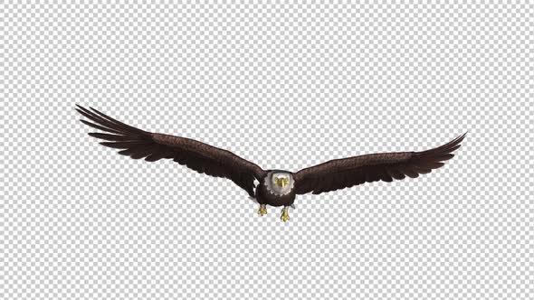 Bald Eagle - Gliding Loop - Front View