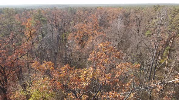 Forest with Trees in an Autumn Day alt