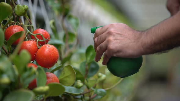 Farmer Applying Pest Spray to Tomatoes in Greenhouse, Plant Protection Agents