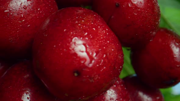 Closeup Red Cherry Berry Hanging Growing Branch in Summertime Farmers Market alt