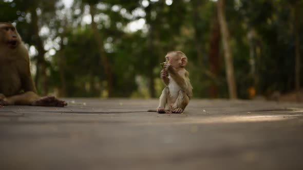 The Monkey Eats Throws Food and Leaves in Jungles alt