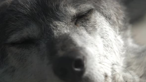 Closeup Portrait of a Gray Wolf in Its Natural Setting alt