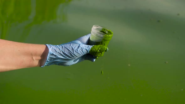closeup of hand taking sample of river water full of green algae in container alt