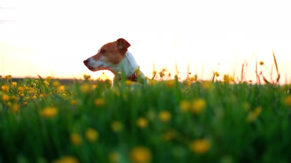 Jack Russel Terrier on Flowers Meadow