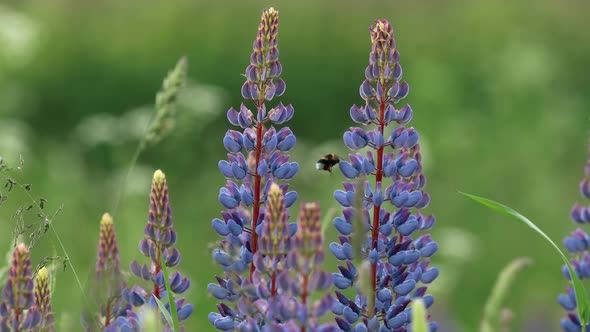 Bush Of Wild Flowers Lupine In Summer Field Meadow Panorama Summer Background alt