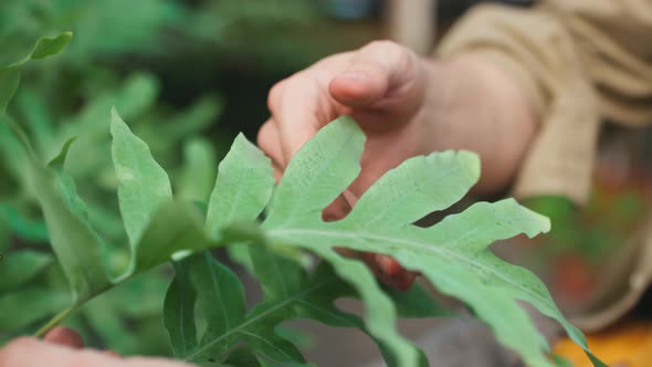 Unrecognizable Man Touching Plant Leaves alt