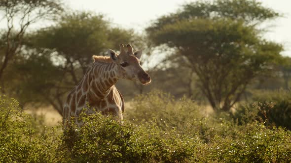 Giraffe Eating in Early Morning Light alt
