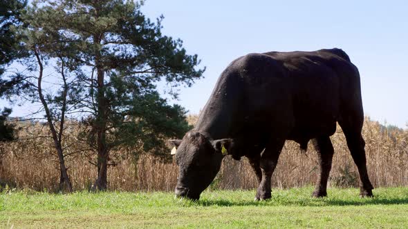 Close Up in Meadow on Farm Big Black Pedigree Breeding Bull is Grazing alt