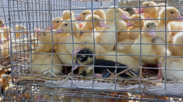 Goslings Crowd Gathered in the Cage Ducklings for Sale at a Local Market