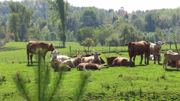 cows in unique slider depth of field technique 4k alt
