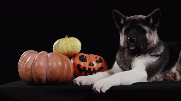 American Akita Lies in the Studio on a Black Background Near Three Pumpkins. One of the Pumpkins Has alt