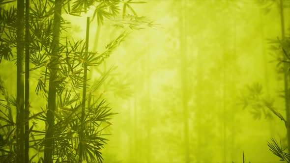 Asian Bamboo Forest with Morning Fog alt
