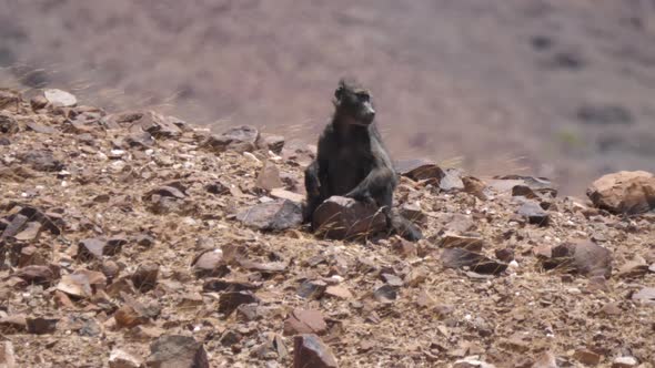Baboon Sits on A Rock on The Dry Savanna alt
