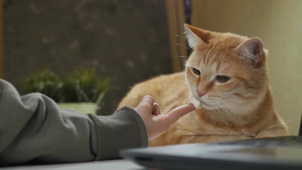The Child Feeds the Cat with Sour Cream From His Finger alt